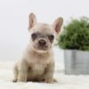 Image of Amy, a French Bulldog puppy