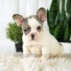 Image of Abby, a French Bulldog puppy