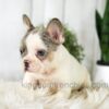 Image of Abby, a French Bulldog puppy