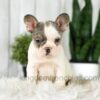 Image of Abby, a French Bulldog puppy