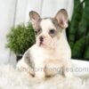 Image of Abby, a French Bulldog puppy