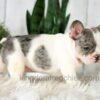 Image of Abby, a French Bulldog puppy