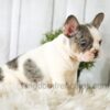 Image of Abby, a French Bulldog puppy