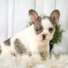 Image of Abby, a French Bulldog puppy