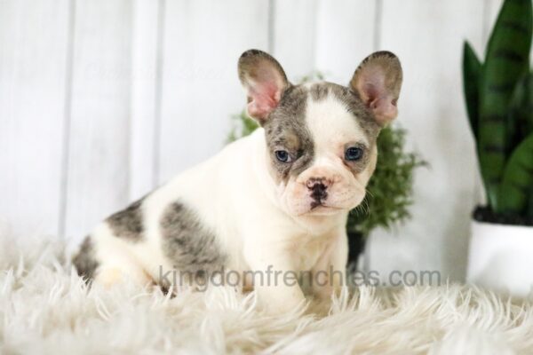 Image of Abby, a French Bulldog puppy