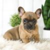 Image of Alexa, a French Bulldog puppy