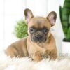 Image of Alexa, a French Bulldog puppy