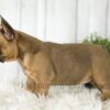 Image of Alexa, a French Bulldog puppy