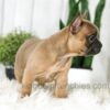 Image of Alexa, a French Bulldog puppy