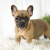 Image of Alexa, a French Bulldog puppy