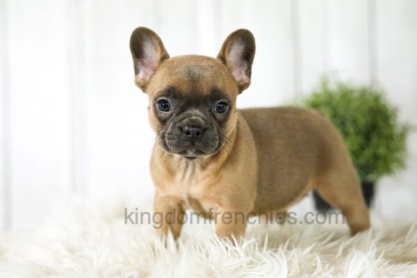 Image of Alexa, a French Bulldog puppy