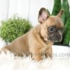 Image of Alexa, a French Bulldog puppy