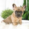 Image of Alexa, a French Bulldog puppy