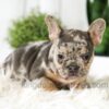 Image of Amber, a French Bulldog puppy