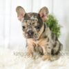 Image of Amber, a French Bulldog puppy