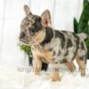 Image of Amber, a French Bulldog puppy