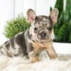 Image of Amber, a French Bulldog puppy