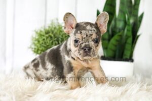 Image of Amber, a French Bulldog puppy