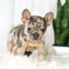 Image of Amber, a French Bulldog puppy