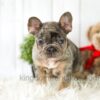 Image of Asher, a French Bulldog puppy