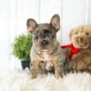 Image of Asher, a French Bulldog puppy