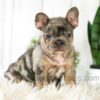 Image of Asher, a French Bulldog puppy