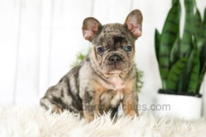 Image of Asher, a French Bulldog puppy