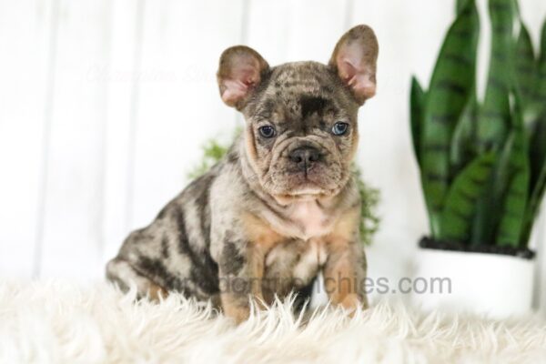 Image of Asher, a French Bulldog puppy