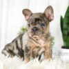 Image of Asher, a French Bulldog puppy