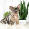 Image of Asher, a French Bulldog puppy