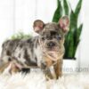 Image of Asher, a French Bulldog puppy