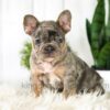 Image of Asher, a French Bulldog puppy