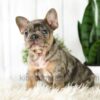 Image of Asher, a French Bulldog puppy