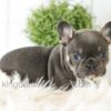 Image of Bailey, a French Bulldog puppy