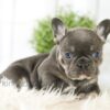 Image of Bailey, a French Bulldog puppy