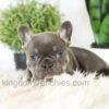 Image of Bailey, a French Bulldog puppy