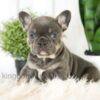 Image of Bailey, a French Bulldog puppy