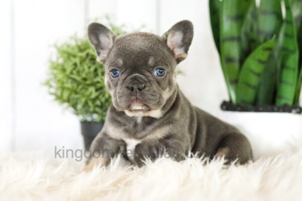 Image of Bailey, a French Bulldog puppy