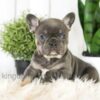 Image of Bailey, a French Bulldog puppy