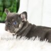 Image of Bailey, a French Bulldog puppy