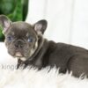 Image of Bailey, a French Bulldog puppy