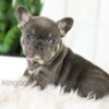 Image of Bailey, a French Bulldog puppy