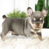 Image of Blaze, a French Bulldog puppy