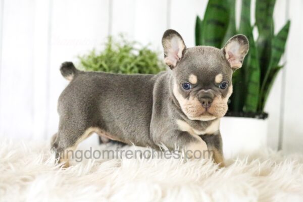 Image of Blaze, a French Bulldog puppy