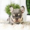 Image of Blaze, a French Bulldog puppy