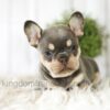 Image of Blaze, a French Bulldog puppy