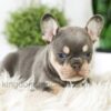 Image of Blaze, a French Bulldog puppy