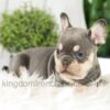 Image of Blaze, a French Bulldog puppy