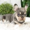 Image of Blaze, a French Bulldog puppy