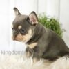 Image of Blaze, a French Bulldog puppy